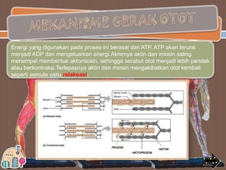 Energi yang digunakan pada proses ini berasal dari ATP. ATP akan terurai
menjadi ADP dan mengeluarkan energi.Akhirnya aktin dan miosin saling
menempel membentuk aktomiosin, sehingga serabut otot menjadi lebih pendek
atau berkontraksi.Terlepasnya aktin dan miosin mengakibatkan otot kembali
seperti semula yaitu relaksasi.

 