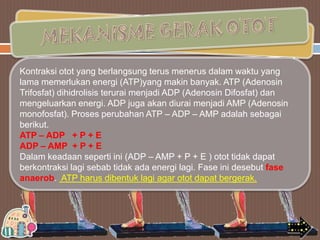 Kontraksi otot yang berlangsung terus menerus dalam waktu yang
lama memerlukan energi (ATP)yang makin banyak. ATP (Adenosin
Trifosfat) dihidrolisis terurai menjadi ADP (Adenosin Difosfat) dan
mengeluarkan energi. ADP juga akan diurai menjadi AMP (Adenosin
monofosfat). Proses perubahan ATP – ADP – AMP adalah sebagai
berikut.
ATP – ADP + P + E
ADP – AMP + P + E
Dalam keadaan seperti ini (ADP – AMP + P + E ) otot tidak dapat
berkontraksi lagi sebab tidak ada energi lagi. Fase ini desebut fase
anaerob. ATP harus dibentuk lagi agar otot dapat bergerak.

 