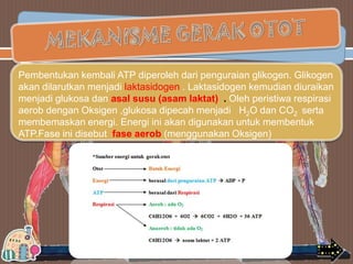 Pembentukan kembali ATP diperoleh dari penguraian glikogen. Glikogen
akan dilarutkan menjadi laktasidogen . Laktasidogen kemudian diuraikan
menjadi glukosa dan asal susu (asam laktat) . Oleh peristiwa respirasi
aerob dengan Oksigen ,glukosa dipecah menjadi H2O dan CO2 serta
membemaskan energi. Energi ini akan digunakan untuk membentuk
ATP.Fase ini disebut fase aerob (menggunakan Oksigen)

 