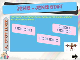 Otot lurik atau disebut juga dengan otot rangka karena
melekat pada rangka.

 