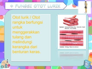 Otot lurik / Otot
rangka berfungsi
untuk
menggerakkan
tulang dan
melindungi
kerangka dari
benturan keras.

 