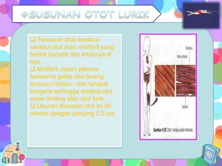  Tersusun atas serabutserabut otot atau miofibril yang
berinti banyak dan letaknya di
tepi.
 Miofibril dalam plasma
berwarna gelap dan terang,
tersusun teratur, dan tampak
bergaris sehingga disebut otot
seran lintang atau otot lurik.
 Ukuran diameter otot ini 50
mikron dengan panjang 2,5 cm.

 