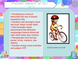  Kontraksinya menurut
kehendak kita dan di bawah
kesadaran kita.
 Gerakan otot kerangka cepat
dan kuat, tetapi mudah lelah.
 Otot kerangka dapat
berkontraksi bila diberikan
rangsangan karena diinervasi
oleh saraf sadar atau motoris.
 Rangsangan bisa berupa
panas, kimia, mekanis, dan
elektris.
 Sumber energi untuk kontraksi
otot adalah ATP.

Contoh gerakan otot lurik

 