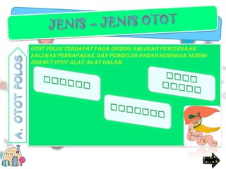 Otot polos terdapat pada dinding saluran pencernaan,
saluran pernapasan, dan pembuluh darah sehingga sering
disebut otot alat-alat dalam.

 