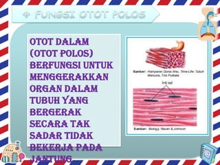 Otot dalam
(Otot Polos)
berfungsi untuk
menggerakkan
organ dalam
tubuh yang
bergerak
secara tak
sadar tidak
bekerja pada
jantung

 