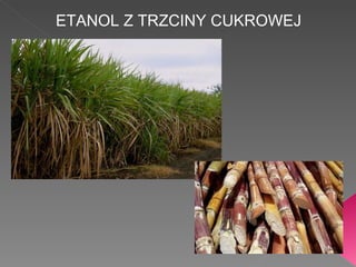 ETANOL Z TRZCINY CUKROWEJ 