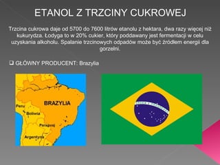 ETANOL Z TRZCINY CUKROWEJ Trzcina cukrowa daje od 5700 do 7600 litrów etanolu z hektara, dwa razy więcej niż kukurydza. Łodyga to w 20% cukier, który poddawany jest fermentacji w celu uzyskania alkoholu. Spalanie trzcinowych odpadów może być źródłem energii dla gorzelni. GŁÓWNY PRODUCENT: Brazylia 