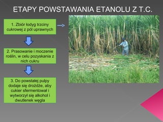 ETAPY POWSTAWANIA ETANOLU Z T.C. 1. Zbiór łodyg trzciny cukrowej z pól uprawnych 2. Prasowanie i moczenie roślin, w celu pozyskania z nich cukru 3. Do powstałej pulpy dodaje się drożdże, aby cukier sfermentował i wytworzył się alkohol i dwutlenek węgla 