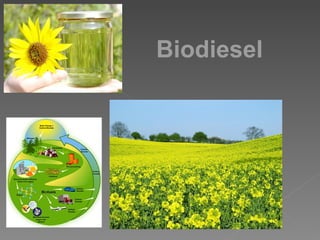 Biodiesel 