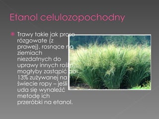 Trawy takie jak proso rózgowate (z prawej), rosnące na ziemiach niezdatnych do uprawy innych roślin, mogłyby zastąpić do 13% zużywanej na świecie ropy – jeśli uda się wynaleźć metodę ich przeróbki na etanol. 