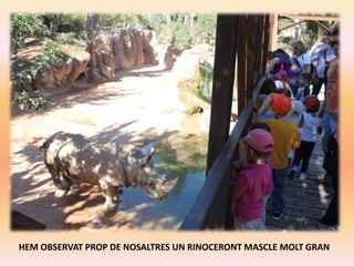 HEM OBSERVAT PROP DE NOSALTRES UN RINOCERONT MASCLE MOLT GRAN

 