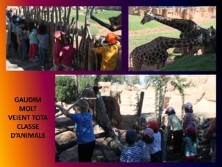 GAUDIM
MOLT
VEIENT TOTA
CLASSE
D’ANIMALS

 