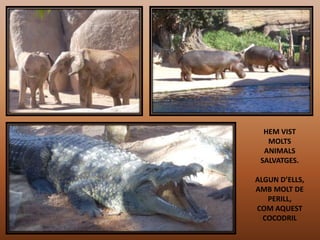 HEM VIST
MOLTS
ANIMALS
SALVATGES.
ALGUN D’ELLS,
AMB MOLT DE
PERILL,
COM AQUEST
COCODRIL

 