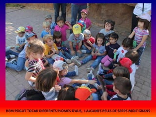 HEM POGUT TOCAR DIFERENTS PLOMES D’AUS, I ALGUNES PELLS DE SERPS MOLT GRANS

 