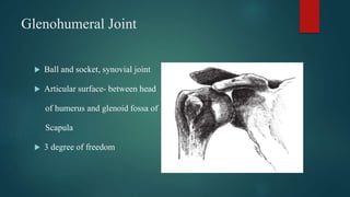 Glenohumeral Joint
 Ball and socket, synovial joint
 Articular surface- between head
of humerus and glenoid fossa of
Scapula
 3 degree of freedom
 