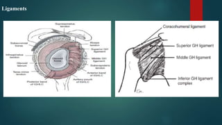 Ligaments
 