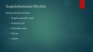 Scapulohumearal Rhythm
During Humeral elevation
 Scapula upwardly rotate
 Posteriorly tip
 Externally rotate
 Elevate
 retracts
 