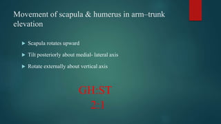 Movement of scapula & humerus in arm–trunk
elevation
 Scapula rotates upward
 Tilt posteriorly about medial- lateral axis
 Rotate externally about vertical axis
GH:ST
2:1
 