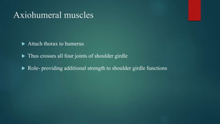 Axiohumeral muscles
 Attach thorax to humerus
 Thus crosses all four joints of shoulder girdle
 Role- providing additional strength to shoulder girdle functions
 