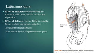 Lattisimus dorsi
 Effect of weakness- decrease strength in
extension, adduction, internal rotation and
depression
 Effect of tightness- limited ROM in shoulder
lateral rotation and perhaps abduction
Increased thoracic kyphosis
May lead to flexion of upper thoracic spine
 