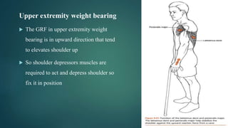 Upper extremity weight bearing
 The GRF in upper extremity weight
bearing is in upward direction that tend
to elevates shoulder up
 So shoulder depressors muscles are
required to act and depress shoulder so
fix it in position
 
