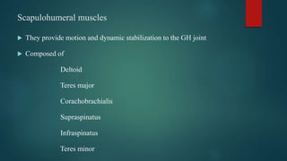 Scapulohumeral muscles
 They provide motion and dynamic stabilization to the GH joint
 Composed of
Deltoid
Teres major
Corachobrachialis
Supraspinatus
Infraspinatus
Teres minor
 