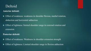 Deltoid
Anterior deltoid:
 Effect of weakness: weakness in shoulder flexion, medial rotation,
abduction and horizontal adduction
 Effect of tightness: limited shoulder range in external rotation and
extension
Posterior deltoid:
 Effect of weakness: Weakness in shoulder extension strength
 Effect of tightness: Limited shoulder range in flexion adduction
 