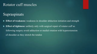 Rotator cuff muscles
Supraspinats
 Effect of weakness: weakness in shoulder abduction initiation and strength
 Effect of tightness: unlikely only with surgical repair of rotator cuff so
following surgery avoid adduction or medial rotation with hyperextension
of shoulder as they stretch the tendon
 