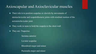Axioscapular and Axioclavicular muscles
 Their role is to position scapulae or clavicle by movements of
sternoclavicular and scapulothoracic joints with resultant motion of the
acromioclavicular joint.
 They work in team to hold the scapula to the chest wall
 They are: Trapezius
Serratus anterior
Levator scapulae
Rhomboid major and minor
Pectoralis major and minor
 