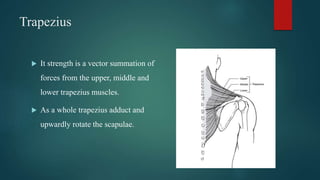 Trapezius
 It strength is a vector summation of
forces from the upper, middle and
lower trapezius muscles.
 As a whole trapezius adduct and
upwardly rotate the scapulae.
 