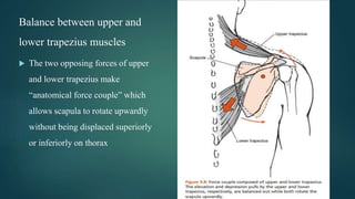 Balance between upper and
lower trapezius muscles
 The two opposing forces of upper
and lower trapezius make
“anatomical force couple” which
allows scapula to rotate upwardly
without being displaced superiorly
or inferiorly on thorax
 