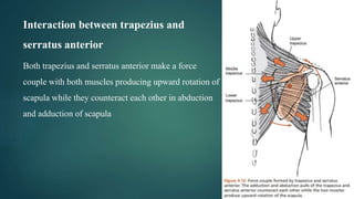 Interaction between trapezius and
serratus anterior
Both trapezius and serratus anterior make a force
couple with both muscles producing upward rotation of
scapula while they counteract each other in abduction
and adduction of scapula
 
