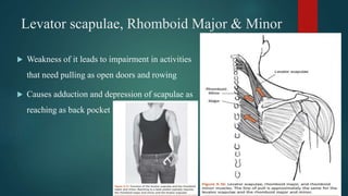 Levator scapulae, Rhomboid Major & Minor
 Weakness of it leads to impairment in activities
that need pulling as open doors and rowing
 Causes adduction and depression of scapulae as
reaching as back pocket
 