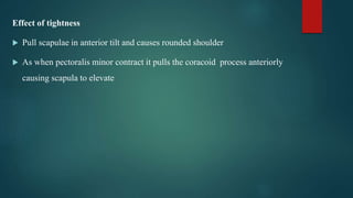 Effect of tightness
 Pull scapulae in anterior tilt and causes rounded shoulder
 As when pectoralis minor contract it pulls the coracoid process anteriorly
causing scapula to elevate
 