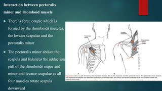 Interaction between pectoralis
minor and rhomboid muscle
 There is force couple which is
formed by the rhomboids muscles,
the levator scapulae and the
pectoralis minor
 The pectoralis minor abduct the
scapula and balances the adduction
pull of the rhomboids major and
minor and levator scapulae as all
four muscles rotate scapula
downward
 