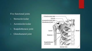 Five functional joints
1. Sternoclavicular
2. Acromioclavicular
3. Scapulothoracic joint
4. Glenohumeral joint
 