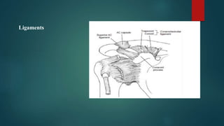Ligaments
 