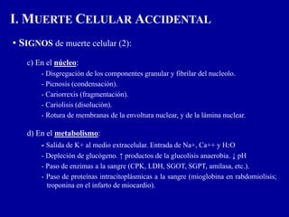 • SIGNOS de muerte celular (2):
c) En el núcleo:
- Disgregación de los componentes granular y fibrilar del nucleolo.
- Picnosis (condensación).
- Cariorrexis (fragmentación).
- Cariolisis (disolución).
- Rotura de membranas de la envoltura nuclear, y de la lámina nuclear.
d) En el metabolismo:
- Salida de K+ al medio extracelular. Entrada de Na+, Ca++ y H2O
- Depleción de glucógeno. ↑ productos de la glucolisis anaerobia. ↓ pH
- Paso de enzimas a la sangre (CPK, LDH, SGOT, SGPT, amilasa, etc.).
- Paso de proteínas intracitoplásmicas a la sangre (mioglobina en rabdomiolisis;
troponina en el infarto de miocardio).
I. MUERTE CELULAR ACCIDENTAL
 