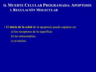 • El inicio de la señal de la apoptosis puede captarse en:
a) los receptores de la superficie
b) las mitocondrias
c) el núcleo.
II. MUERTE CELULAR PROGRAMADA: APOPTOSIS
3. REGULACIÓN MOLECULAR
 