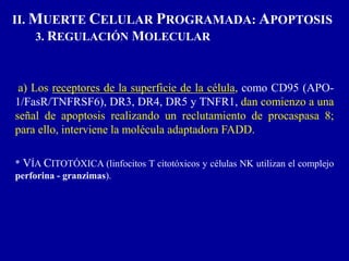 a) Los receptores de la superficie de la célula, como CD95 (APO-
1/FasR/TNFRSF6), DR3, DR4, DR5 y TNFR1, dan comienzo a una
señal de apoptosis realizando un reclutamiento de procaspasa 8;
para ello, interviene la molécula adaptadora FADD.
* VÍA CITOTÓXICA (linfocitos T citotóxicos y células NK utilizan el complejo
perforina - granzimas).
II. MUERTE CELULAR PROGRAMADA: APOPTOSIS
3. REGULACIÓN MOLECULAR
 