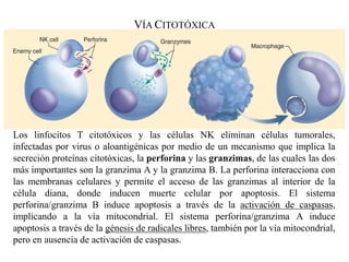 Los linfocitos T citotóxicos y las células NK eliminan células tumorales,
infectadas por virus o aloantigénicas por medio de un mecanismo que implica la
secreción proteínas citotóxicas, la perforina y las granzimas, de las cuales las dos
más importantes son la granzima A y la granzima B. La perforina interacciona con
las membranas celulares y permite el acceso de las granzimas al interior de la
célula diana, donde inducen muerte celular por apoptosis. El sistema
perforina/granzima B induce apoptosis a través de la activación de caspasas,
implicando a la vía mitocondrial. El sistema perforina/granzima A induce
apoptosis a través de la génesis de radicales libres, también por la vía mitocondrial,
pero en ausencia de activación de caspasas.
VÍA CITOTÓXICA
 