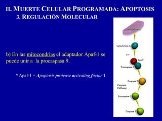 b) En las mitocondrias el adaptador Apaf-1 se
puede unir a la procaspasa 9.
* Apaf-1 = Apoptosis protease activating factor 1
ATP
II. MUERTE CELULAR PROGRAMADA: APOPTOSIS
3. REGULACIÓN MOLECULAR
 