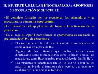 • El complejo formado por los receptores, los adaptadores y la
procaspasa se denomina apoptosoma.
• La formación del apoptosoma da lugar a la activación de la
procaspasa.
• En el caso de Apaf-1 para formar el apoptosoma es necesaria la
presencia de ATP y de citocromo c.
 El citocromo c se libera de las mitocondrias como respuesta al
estrés celular o vía proteína Bid.
 Algunos de los estímulos que implican estrés actúan
directamente sobre la mitocondria; otros lo hacen a través de
mediadores, como Bax (miembro proapoptótico de familia Bcl).
 Los miembros antiapoptóticos (Bcl-2, Bcl-xL) de la familia Bcl
actuarían inhibiendo el transporte de citocromo c al exterior y
estabilizando la membrana mitocondrial.
II. MUERTE CELULAR PROGRAMADA: APOPTOSIS
3. REGULACIÓN MOLECULAR
 