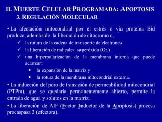 • La afectación mitocondrial por el estrés o vía proteína Bid
produce, además de la liberación de citocromo c,
 la rotura de la cadena de transporte de electrones
 la liberación de radicales superóxido (O2.)
 una hiperpolarización de la membrana interna que puede
acarrear:
 la expansión de la matriz y
 la rotura de la membrana mitocondrial externa.
• La inducción del poro de transición de permeabilidad mitocondrial
(PTPm), que se quedaría permanentemente abierto, permite la
entrada de agua y solutos en la matriz.
• La liberación de AIF (Factor Inductor de la Apoptosis) procesa
procaspasa 3 (efectora).
II. MUERTE CELULAR PROGRAMADA: APOPTOSIS
3. REGULACIÓN MOLECULAR
 