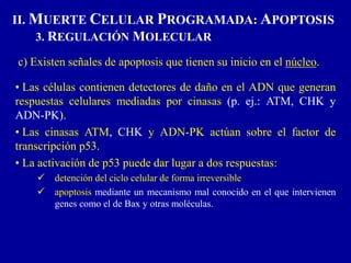 c) Existen señales de apoptosis que tienen su inicio en el núcleo.
• Las células contienen detectores de daño en el ADN que generan
respuestas celulares mediadas por cinasas (p. ej.: ATM, CHK y
ADN-PK).
• Las cinasas ATM, CHK y ADN-PK actúan sobre el factor de
transcripción p53.
• La activación de p53 puede dar lugar a dos respuestas:
 detención del ciclo celular de forma irreversible
 apoptosis mediante un mecanismo mal conocido en el que intervienen
genes como el de Bax y otras moléculas.
II. MUERTE CELULAR PROGRAMADA: APOPTOSIS
3. REGULACIÓN MOLECULAR
 