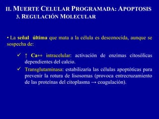 • La señal última que mata a la célula es desconocida, aunque se
sospecha de:
 ↑ Ca++ intracelular: activación de enzimas citosólicas
dependientes del calcio.
 Transglutaminasa: estabilizaría las células apoptóticas para
prevenir la rotura de lisosomas (provoca entrecruzamiento
de las proteínas del citoplasma → coagulación).
II. MUERTE CELULAR PROGRAMADA: APOPTOSIS
3. REGULACIÓN MOLECULAR
 