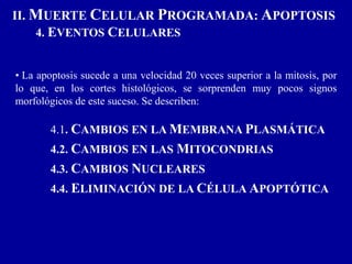 II. MUERTE CELULAR PROGRAMADA: APOPTOSIS
4. EVENTOS CELULARES
• La apoptosis sucede a una velocidad 20 veces superior a la mitosis, por
lo que, en los cortes histológicos, se sorprenden muy pocos signos
morfológicos de este suceso. Se describen:
4.1. CAMBIOS EN LA MEMBRANA PLASMÁTICA
4.2. CAMBIOS EN LAS MITOCONDRIAS
4.3. CAMBIOS NUCLEARES
4.4. ELIMINACIÓN DE LA CÉLULA APOPTÓTICA
 