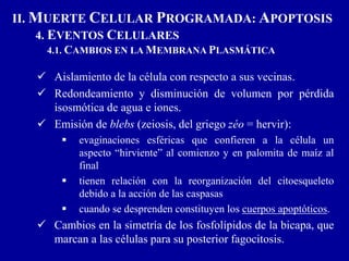  Aislamiento de la célula con respecto a sus vecinas.
 Redondeamiento y disminución de volumen por pérdida
isosmótica de agua e iones.
 Emisión de blebs (zeiosis, del griego zéo = hervir):
 evaginaciones esféricas que confieren a la célula un
aspecto “hirviente” al comienzo y en palomita de maíz al
final
 tienen relación con la reorganización del citoesqueleto
debido a la acción de las caspasas
 cuando se desprenden constituyen los cuerpos apoptóticos.
 Cambios en la simetría de los fosfolípidos de la bicapa, que
marcan a las células para su posterior fagocitosis.
II. MUERTE CELULAR PROGRAMADA: APOPTOSIS
4. EVENTOS CELULARES
4.1. CAMBIOS EN LA MEMBRANA PLASMÁTICA
 