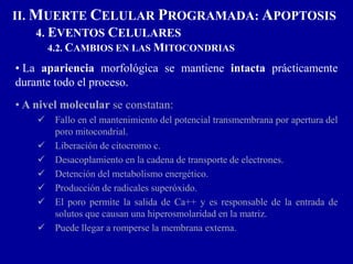 • La apariencia morfológica se mantiene intacta prácticamente
durante todo el proceso.
• A nivel molecular se constatan:
 Fallo en el mantenimiento del potencial transmembrana por apertura del
poro mitocondrial.
 Liberación de citocromo c.
 Desacoplamiento en la cadena de transporte de electrones.
 Detención del metabolismo energético.
 Producción de radicales superóxido.
 El poro permite la salida de Ca++ y es responsable de la entrada de
solutos que causan una hiperosmolaridad en la matriz.
 Puede llegar a romperse la membrana externa.
II. MUERTE CELULAR PROGRAMADA: APOPTOSIS
4. EVENTOS CELULARES
4.2. CAMBIOS EN LAS MITOCONDRIAS
 
