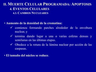 • Aumento de la densidad de la cromatina:
 comienza formando parches alrededor de la envoltura
nuclear, y
 termina dando lugar a una o varias esferas densas y
semilunas en las últimas etapas.
 Obedece a la rotura de la lámina nuclear por acción de las
caspasas.
• El tamaño del núcleo se reduce.
II. MUERTE CELULAR PROGRAMADA: APOPTOSIS
4. EVENTOS CELULARES
4.3. CAMBIOS NUCLEARES
 